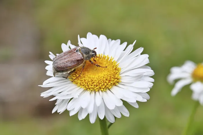 Framed Print : Cockchafer, field cockchafer (Melolontha melolontha)