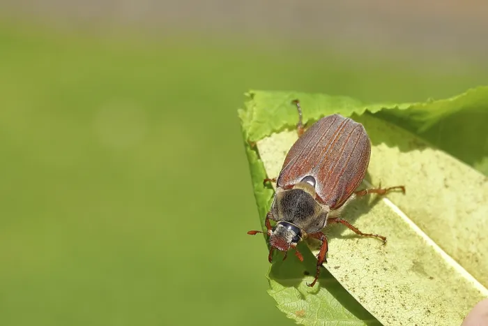 Framed Print : Cockchafer (Melolontha melolontha)