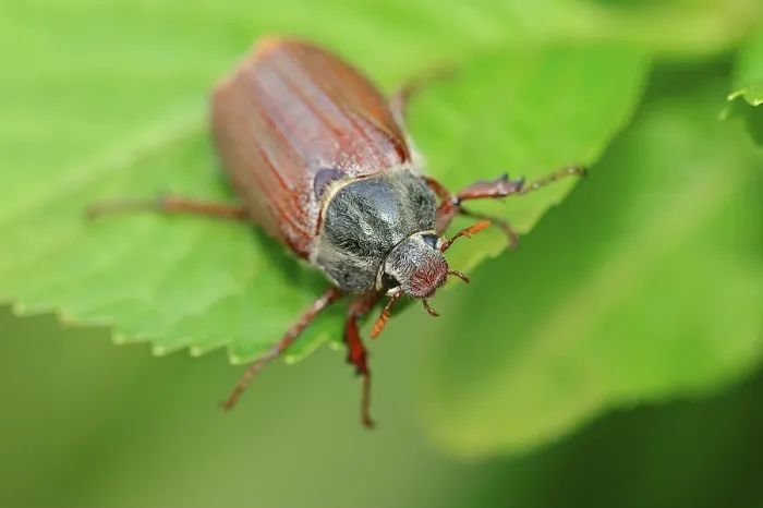 Framed Print : Cockchafer (Melolontha melolontha)