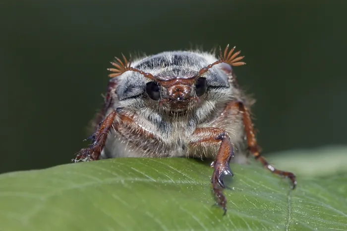 Framed Print : Cockchafer (Melolontha melolontha)