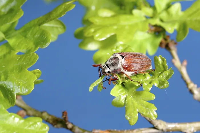 Framed Print : Cockchafer (Melolontha melolontha) on fresh oak leafs