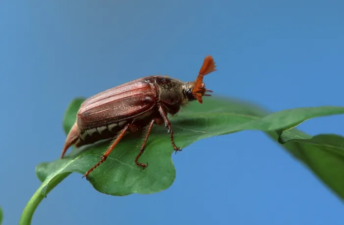 Framed Print : Cockchafer (Melolontha melolontha), male, Germany