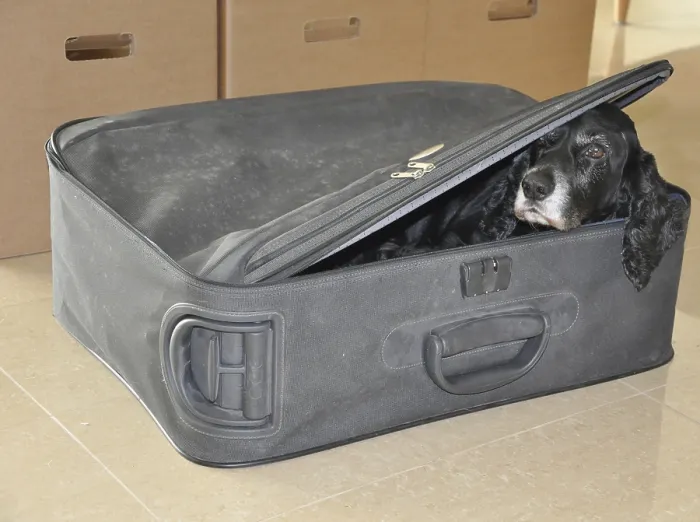 Framed Print : Cocker spaniel Dog Hiding in a Suitcase