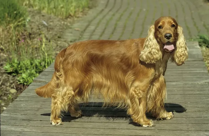Framed Print : Cocker Spaniel, English Cocker Spaniel