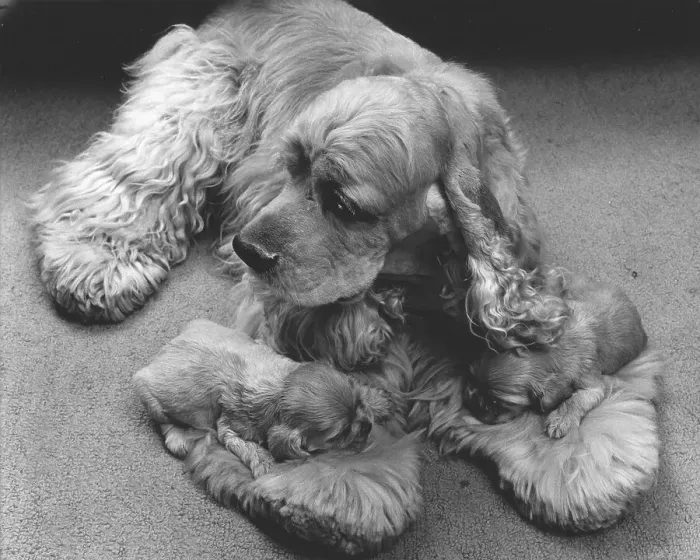 Framed Print : Cocker Spaniel with two puppies Framed Print : Cocker Spaniel with two puppies
