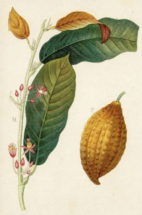Framed Print : Cocoa, cocoa tree, Theobroma Cacao