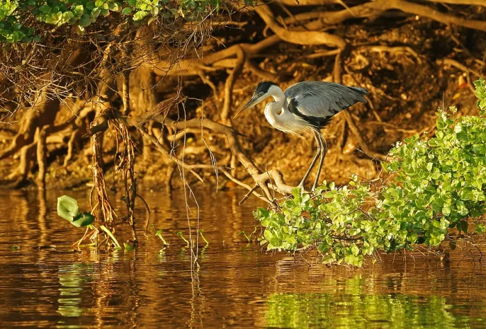 Framed Print : Cocoi Heron (Ardea cocoi), Pantanal