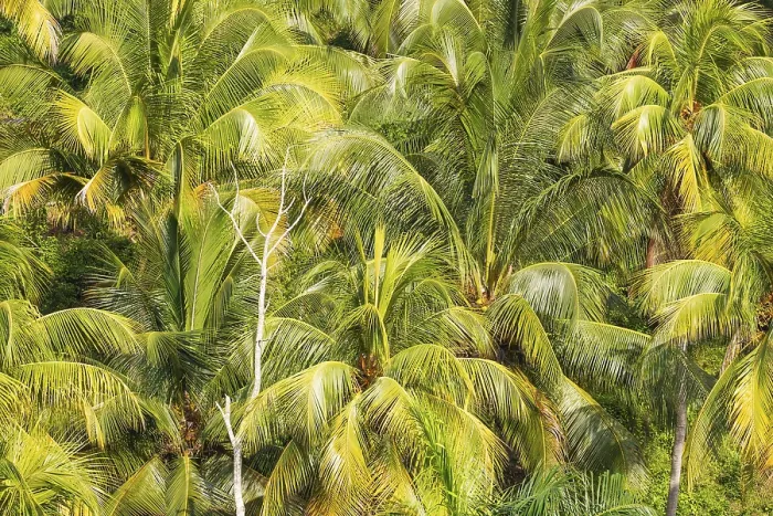 Framed Print : Coconut palm (Cocos nucifera) near Baracoa