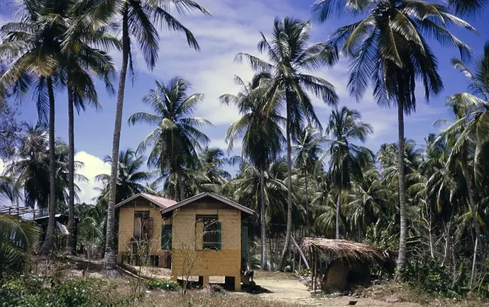 Framed Print : Coconut palm plantation and small houses for workers, Trinidad and Tobago 1961-1963