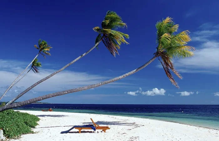 Framed Print : Coconut palms on a sandy beach