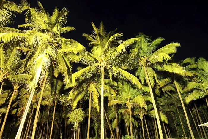 Framed Print : Coconut tree farm, Goa, India