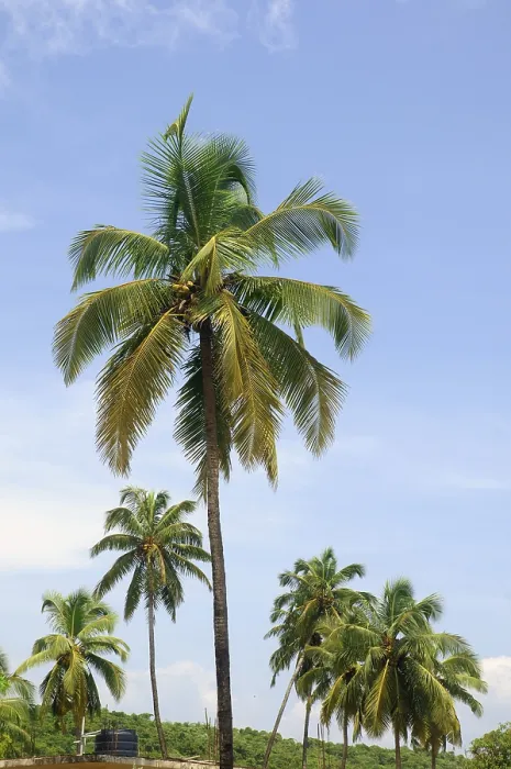Framed Print : Coconut trees Baga Beach Goa Maharashtra India Asia September 2010