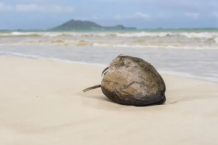 Framed Print : Coconut washes up on the shore on a tropical beach in Hawaii