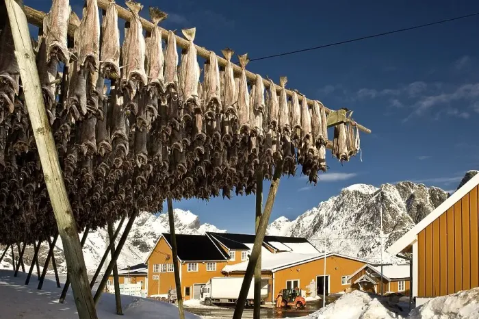 Framed Print : Cod from the Barents Sea, factory for the production of dried fish