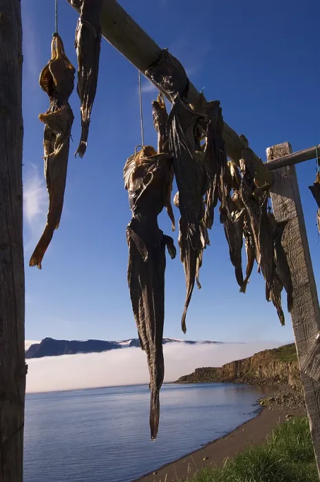 Framed Print : Cod hung to dry, Kangerluk, Greenland Framed Print : Cod hung to dry, Kangerluk, Greenland