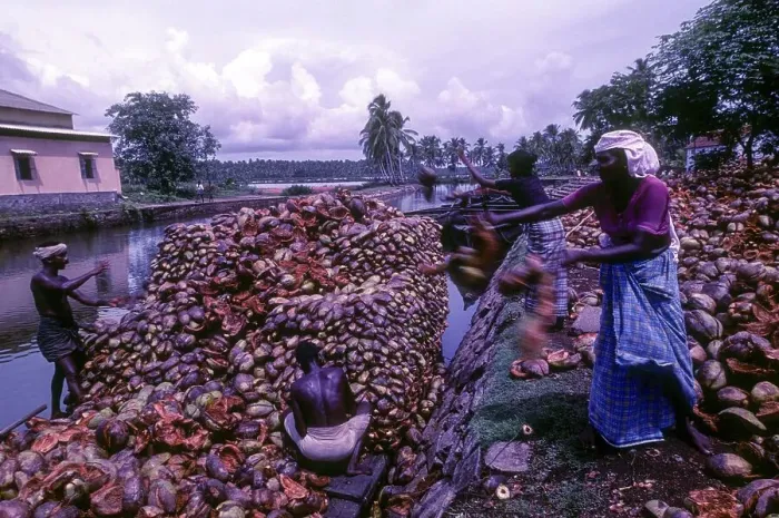 Framed Print : Coir Processing Small Industry