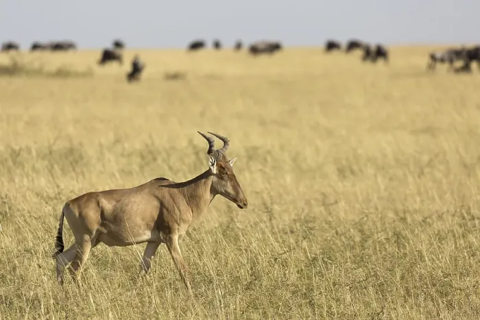 Framed Print : Coke's hartebeest (Alcelaphus buselaphus cokii) adult