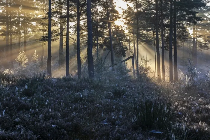 Framed Print : After a cold night, the first rays of the morning sun fight their way through the fog in a forest