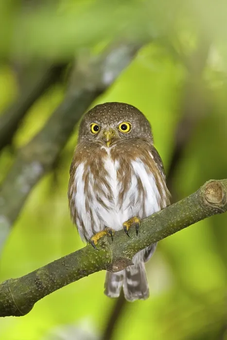 Framed Print : Colima Pygmy-Owl Glaucidium palmarum La Bajada