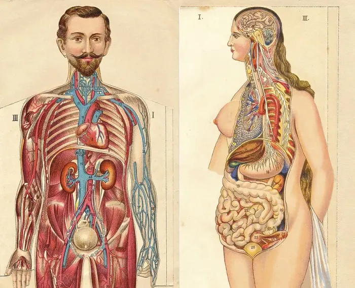Framed Print : Collapsible anatomical, medical illustrations of a male and a female figure