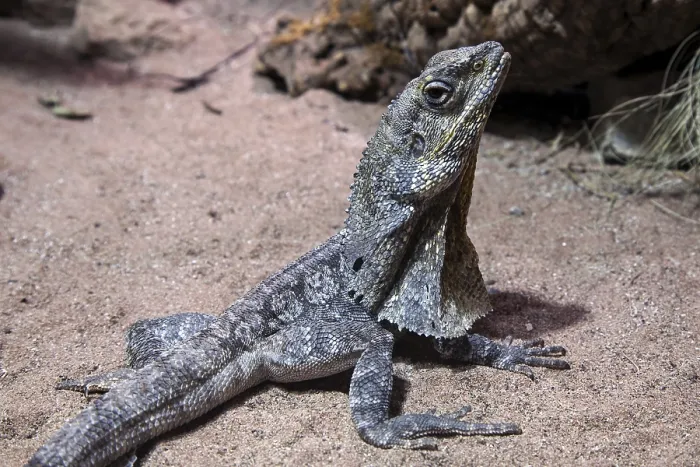 Framed Print : Collar lizard (Chlamydosaurus kingii)