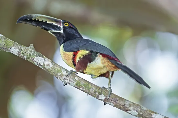 Framed Print : Collared Aracari (Pteroglossus torquatus) Framed Print : Collared Aracari (Pteroglossus torquatus)