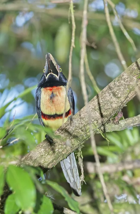 Framed Print : Collared Aracari (Pteroglossus torquatus) perched on tree Framed Print : Collared Aracari (Pteroglossus torquatus) perched on tree