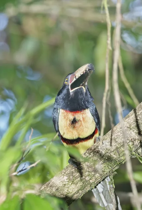 Framed Print : Collared Aracari (Pteroglossus torquatus) perched on tree