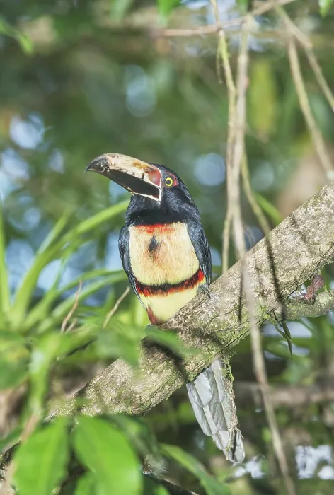 Framed Print : Collared Aracari (Pteroglossus torquatus) perched on tree Framed Print : Collared Aracari (Pteroglossus torquatus) perched on tree