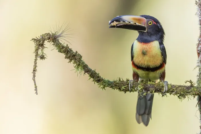 Framed Print : Collared aracari (Pteroglossus torquatus) with piece of banana on branch Framed Print : Collared aracari (Pteroglossus torquatus) with piece of banana on branch