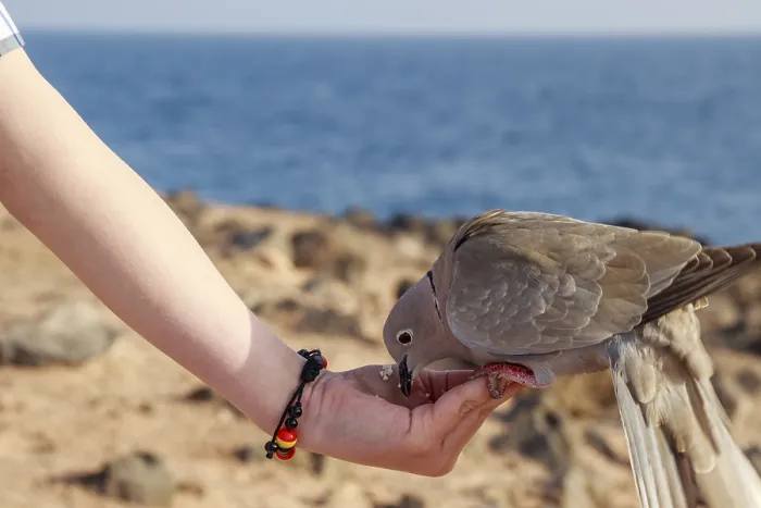 Framed Print : Collared Dove (Streptopelia decaocto) perched on a hand feeding