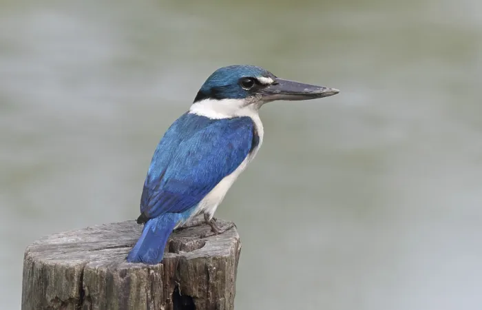 Framed Print : Collared Kingfisher (Todiramphus chloris)
