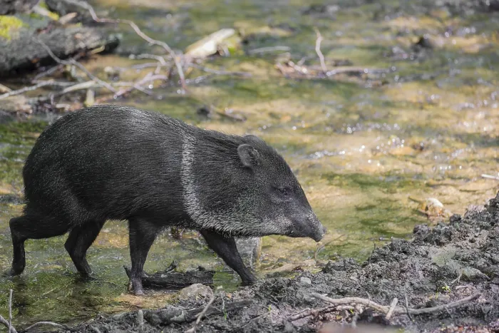 Framed Print : A collared peccary (Dicotyles tajacu) crosses a small creek in a forest Framed Print : A collared peccary (Dicotyles tajacu) crosses a small creek in a forest