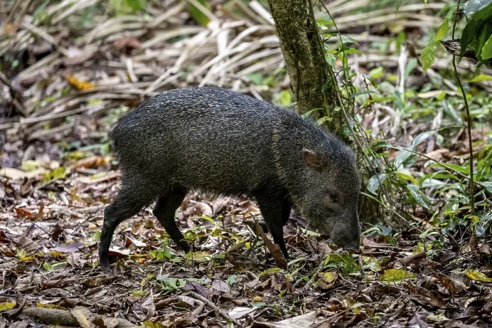 Framed Print : Collared peccary (Pecari tajacu) foraging in the rainforest