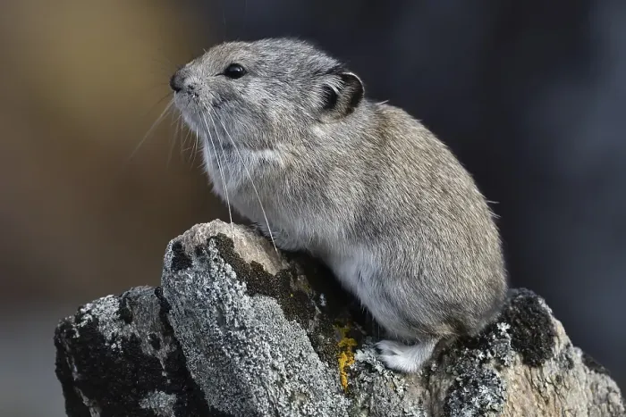 Framed Print : Collared pika (Ochotona collaris) Framed Print : Collared pika (Ochotona collaris)