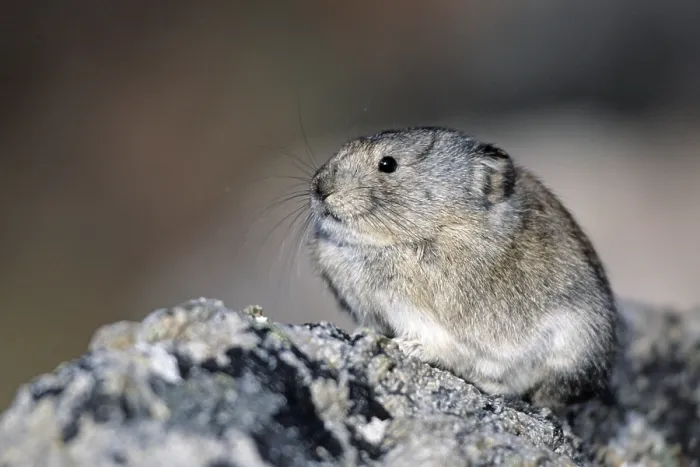 Framed Print : Collared pika (Ochotona collaris) is a solitary species