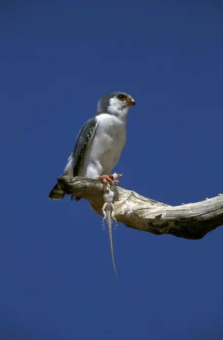 Framed Print : Collared Pygmy Falcon (Polihierax semitorquatus)