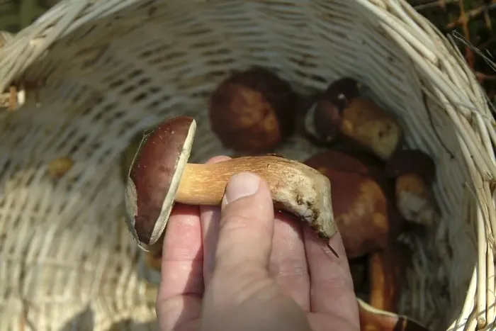 Framed Print : Collecting mushrooms in the forest