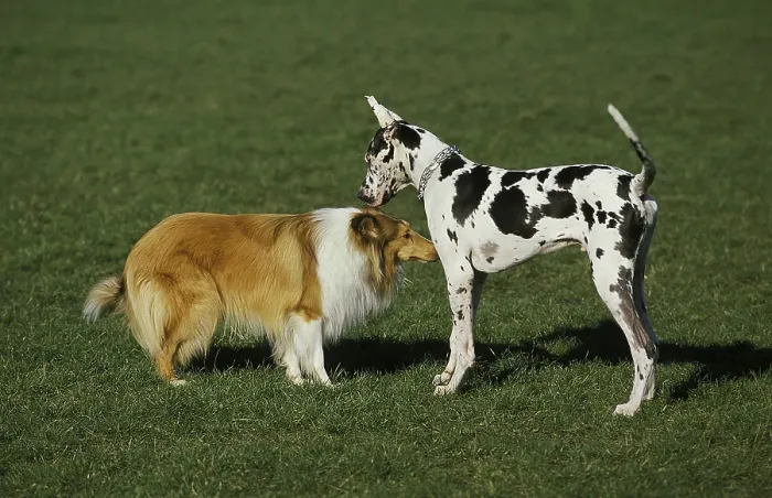 Framed Print : Collie Dog meeting a Great Dane Framed Print : Collie Dog meeting a Great Dane