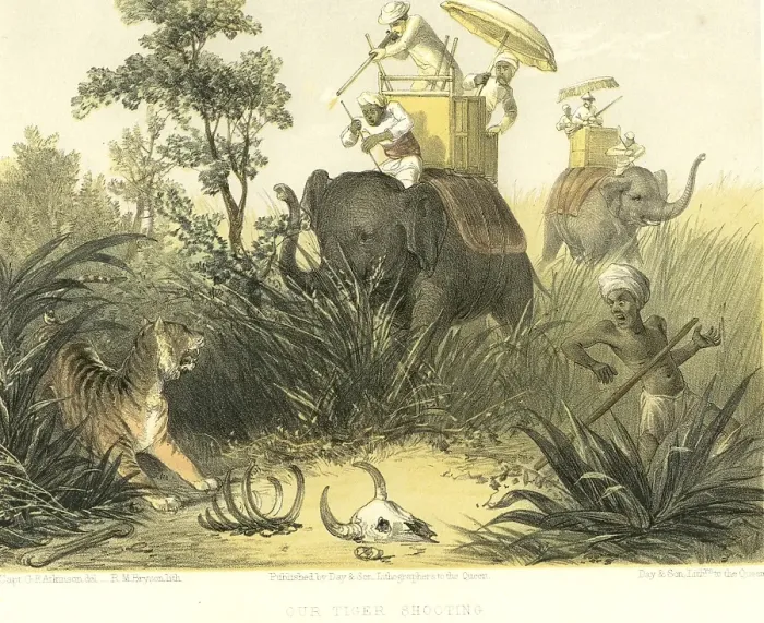 Framed Print : Colonial Indian images, our tiger shooting, India, Asia Framed Print : Colonial Indian images, our tiger shooting, India, Asia