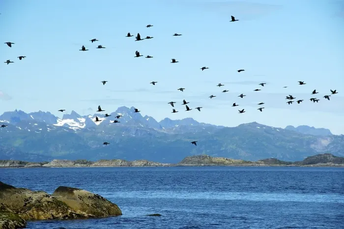 Framed Print : Colony of cormorants Phalacrocorax carbo while flying Lofoten Norway