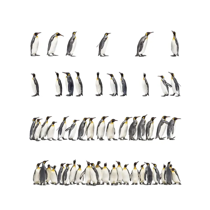 Framed Print : Colony of many king penguins together