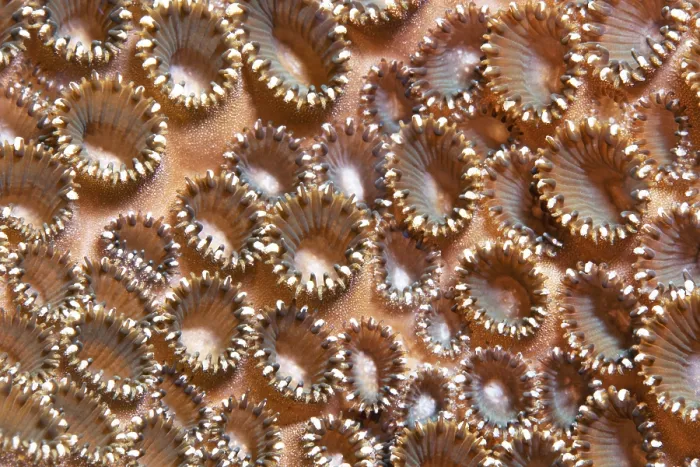 Framed Print : Colony Palythoa tuberculosa (Palythoa tuberculosa)