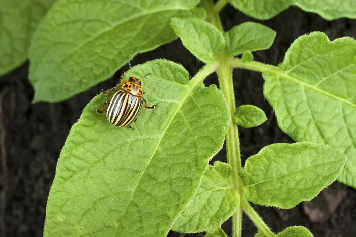 Framed Print : Colorado potato beetle on a green leaves
