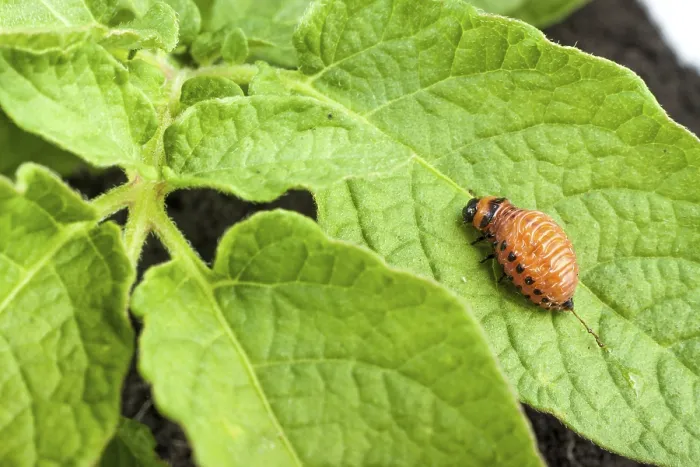 Framed Print : Colorado potato beetle on a green leaves