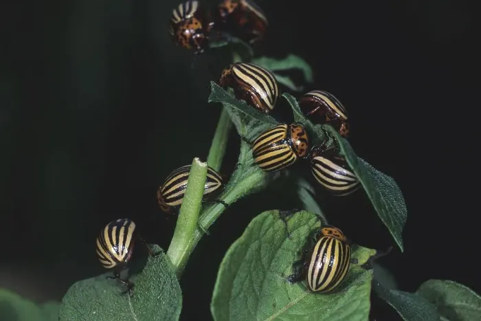Framed Print : Colorado potato beetle (Leptinotarsa decemlineata) Framed Print : Colorado potato beetle (Leptinotarsa decemlineata)