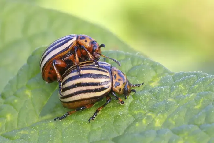 Framed Print : Two Colorado potato beetle (Leptinotarsa decemlineata) on potato plant