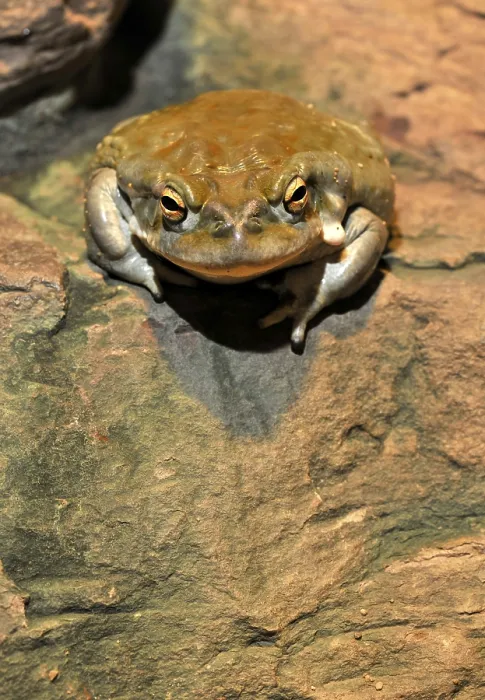 Framed Print : Colorado Toad (Bufo alvarius)