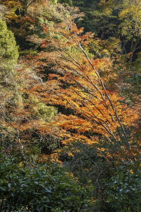 Framed Print : Colorful autumn trees in the forest