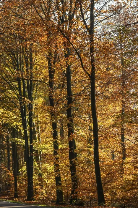 Framed Print : Colorful beech forest in autumn in Sankt Olof Framed Print : Colorful beech forest in autumn in Sankt Olof